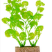 TRIXIE Planta pe piatra mica 12 cm 6 buc.